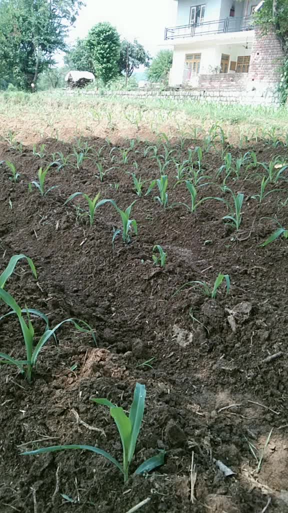 @Sardarni Hp 40bale