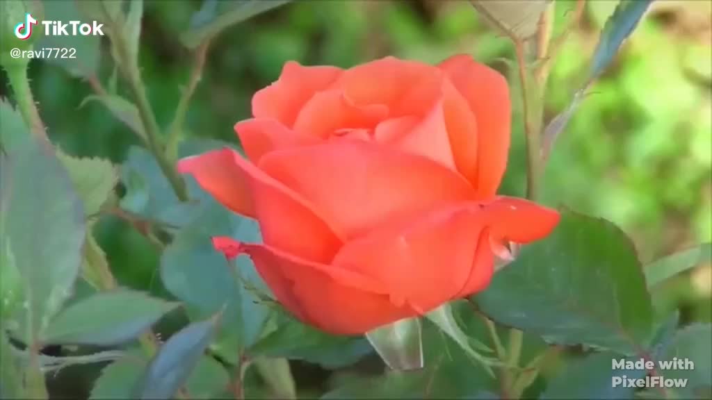 @ಕುರುಬರ ಹುಡುಗ, 🐏🐏💓