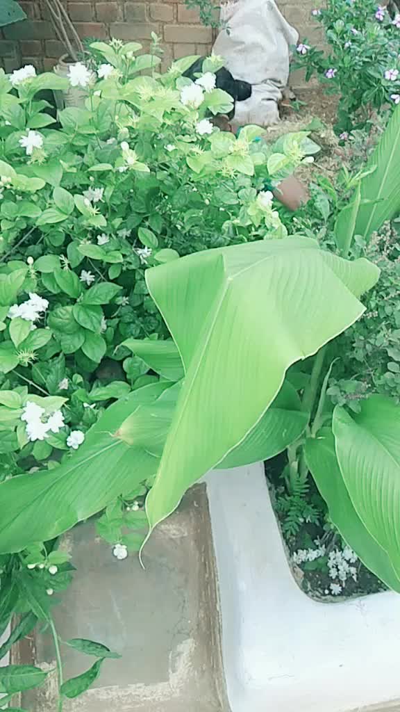@shakuntala dubey202