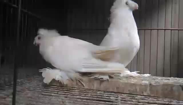 @manya_bhandari_