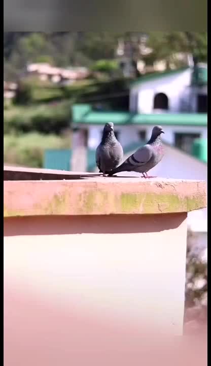 @@--up@wala@fojii@