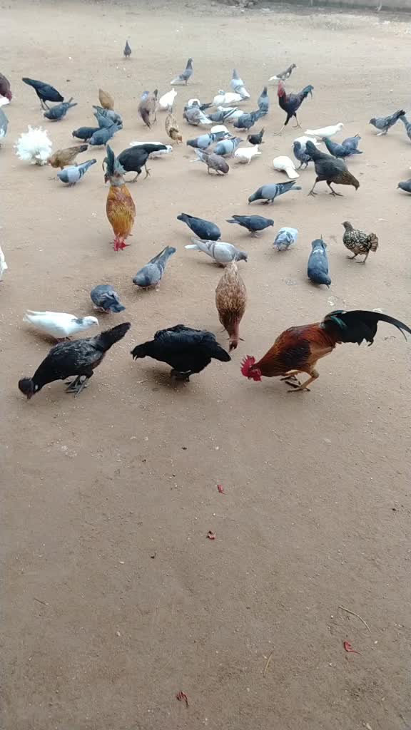 @Basavaraj Basu