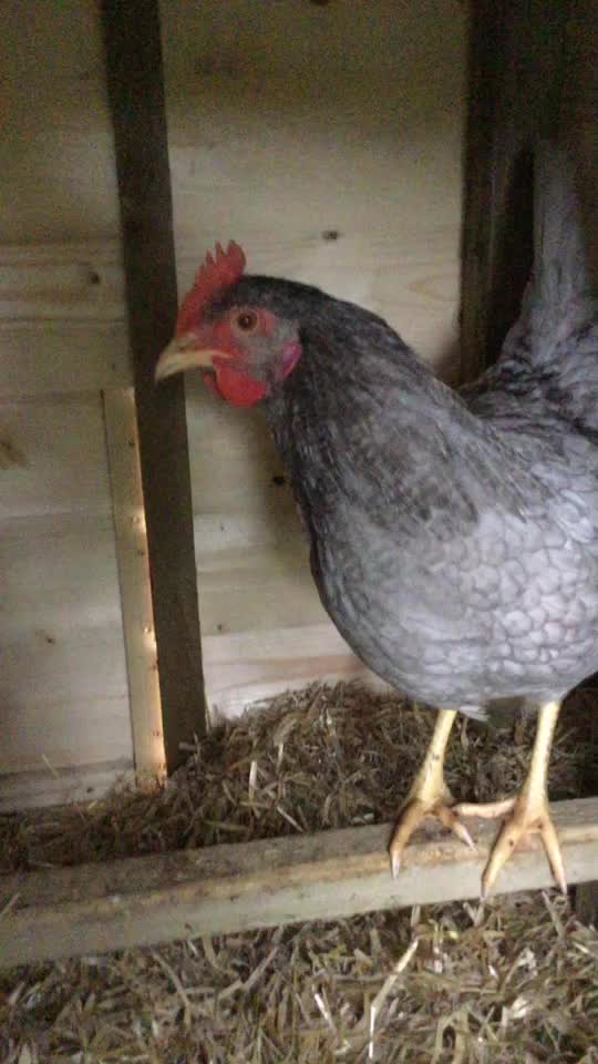 @Hens 🥰🐔🐔🐥🐥