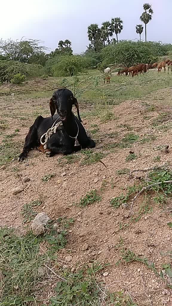 @Ganapathi Yadav2