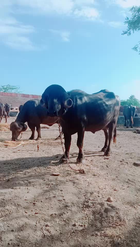 @કેશુભાઈ વાધેલા