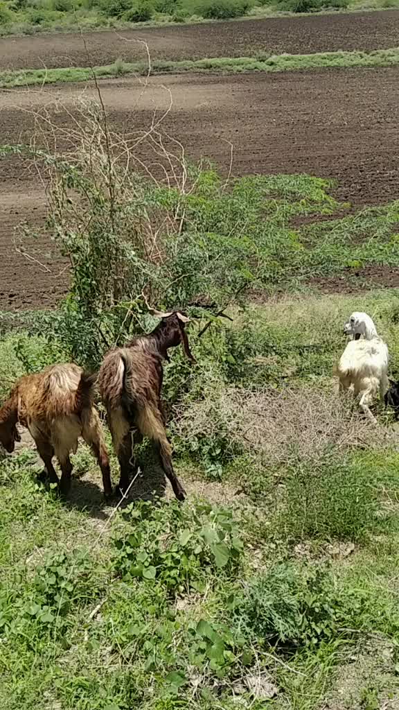 @જગદીશ   હાડગડા.