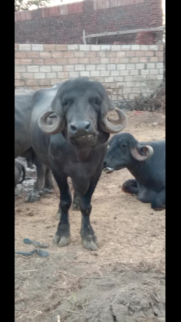 @કેશુભાઈ વાધેલા