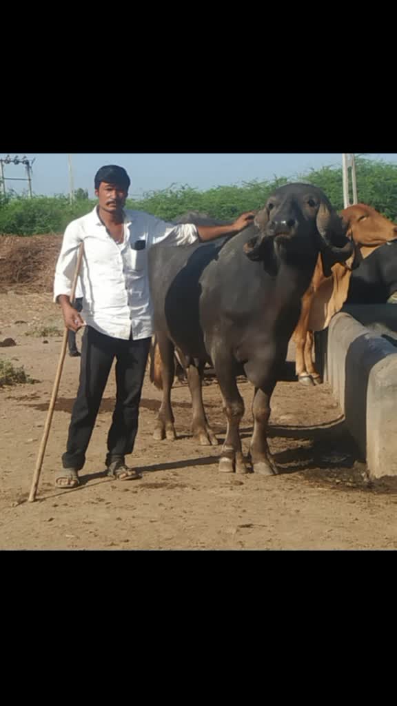 @કેશુભાઈ વાધેલા