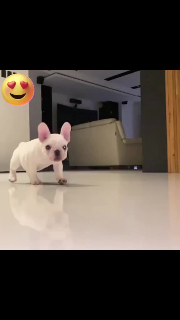 @BELLA 🐶💞