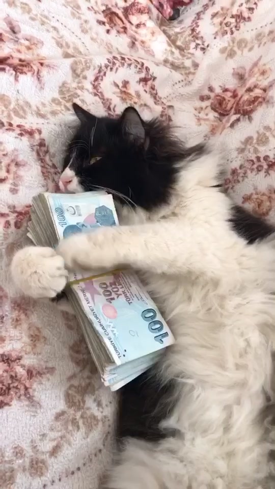 @Fatih Mehmet Kocabı&ccedil;ak