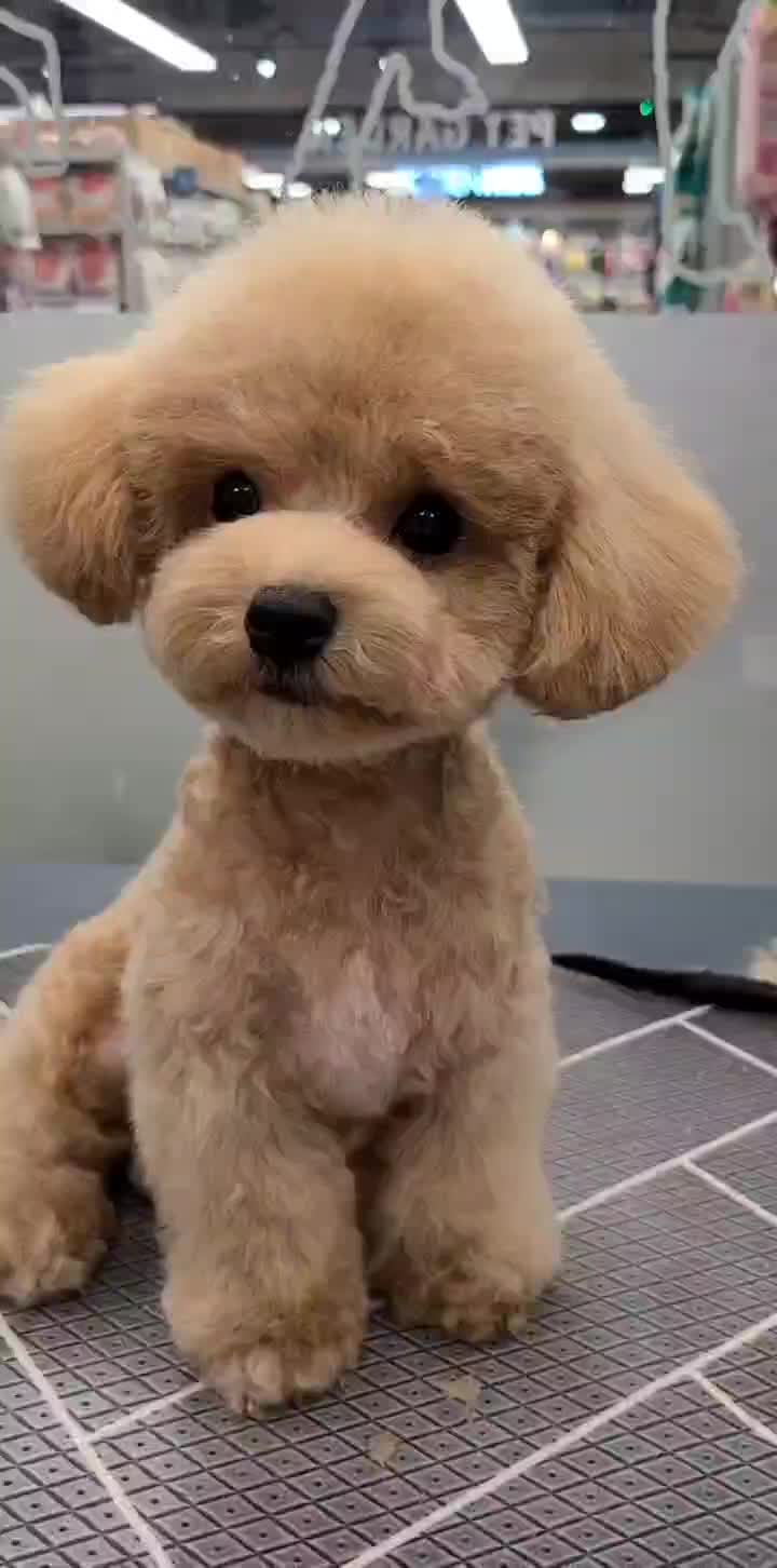 @kkangchu
