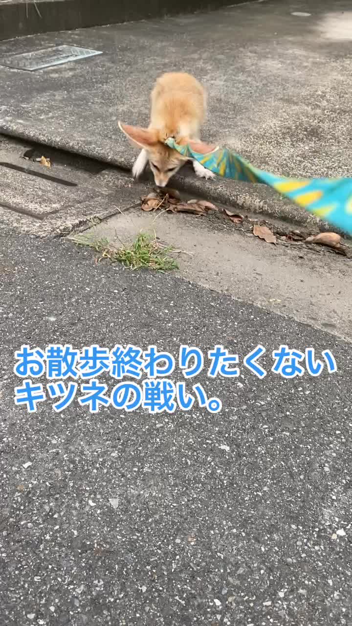 @ウナギ・サヤカ🦖🔥