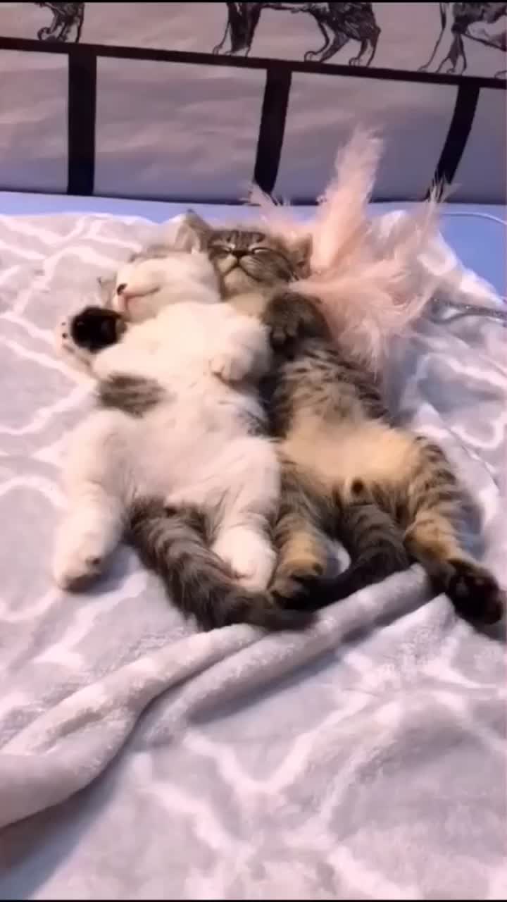 @linyi123450