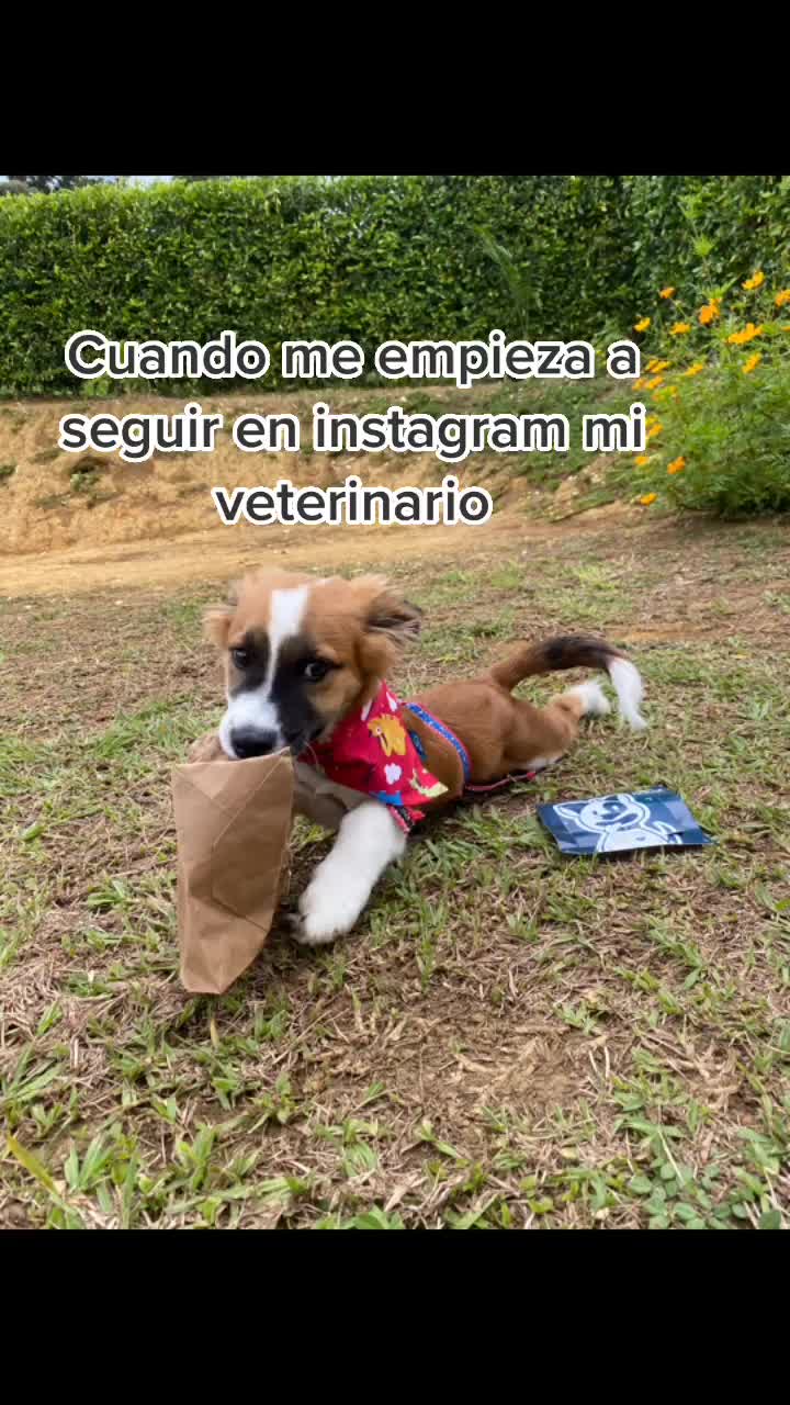 @SAM 🐾🦴