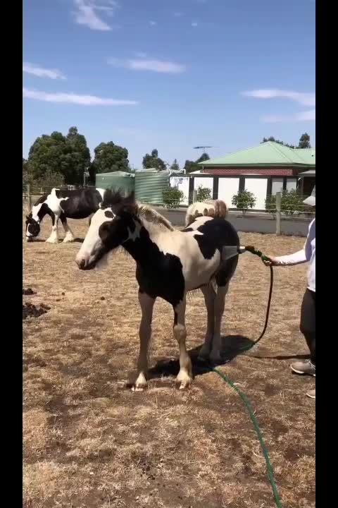 @Faraway Gypsy Horse Stud