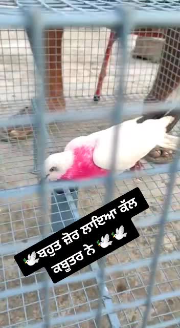 @Goldy1322