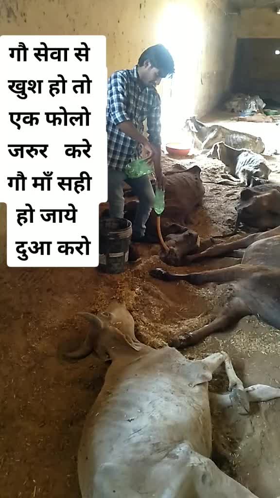 @sainiajeet390