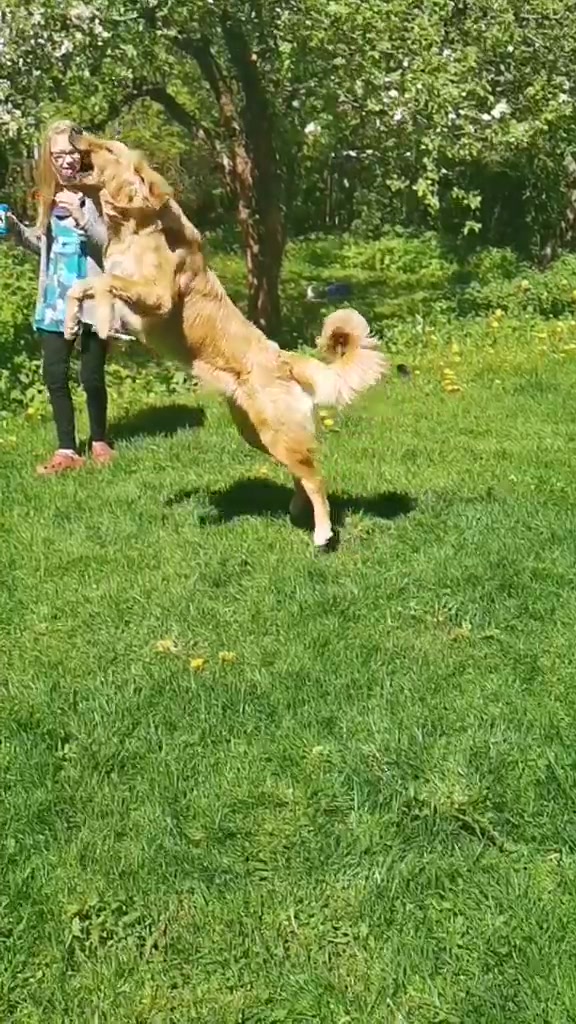 @Hilda the hoffi🐶🐾
