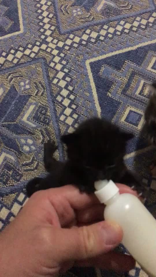 @ŞİRİN 🐈🐈