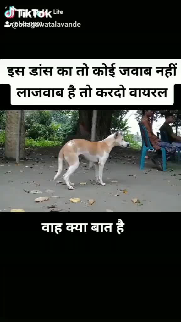 @Bhagawata Lavande