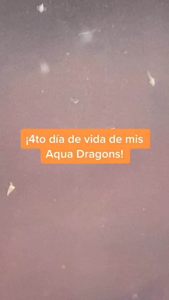 @mini.dragons