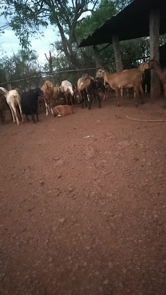 @a. shivakumaranna