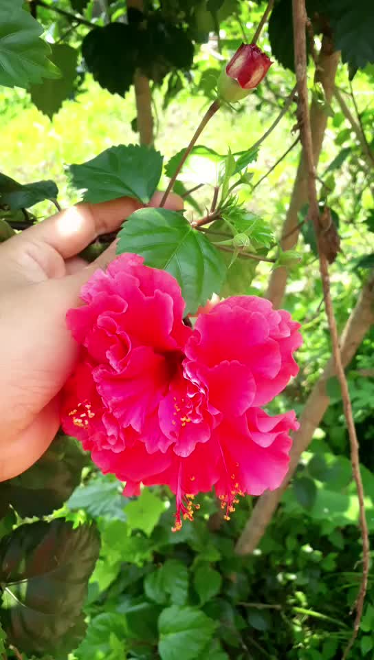 @R'vaaa pm 7287