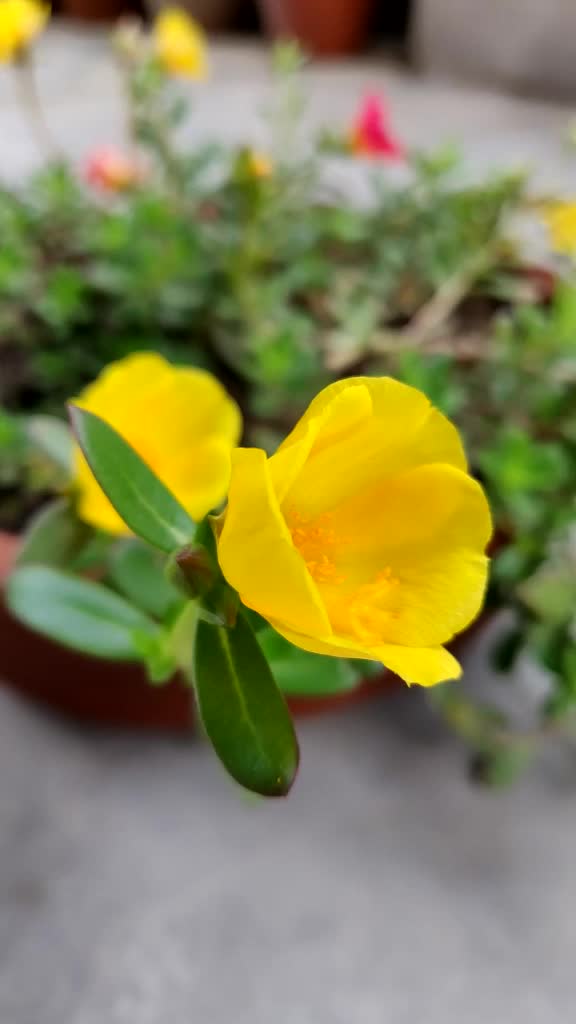 @Alok srivastava