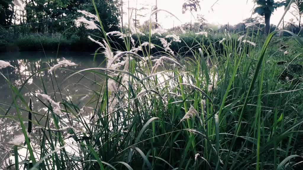@Tapaswani Gogoi