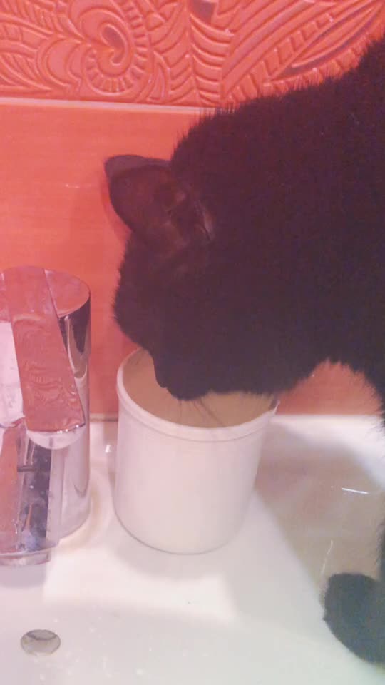 @Drinking_Cat