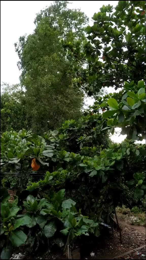 @రైతే రాజు 99