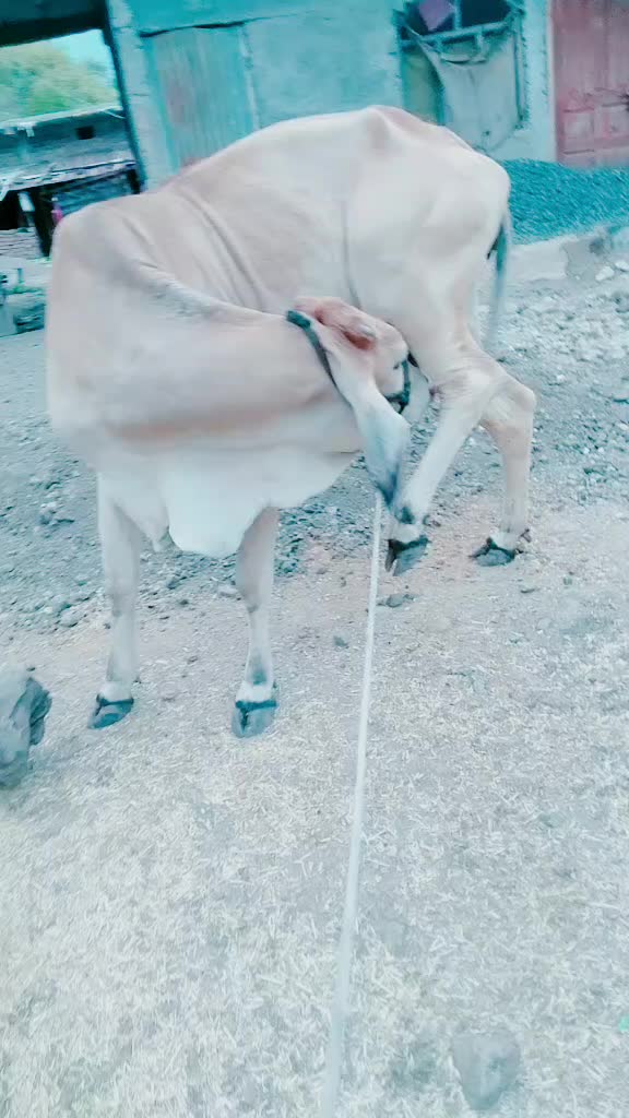 @kuldeepbanna14
