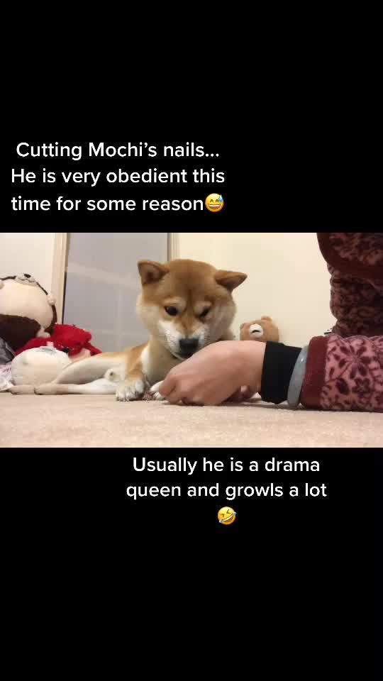 @Mochi.Shogun