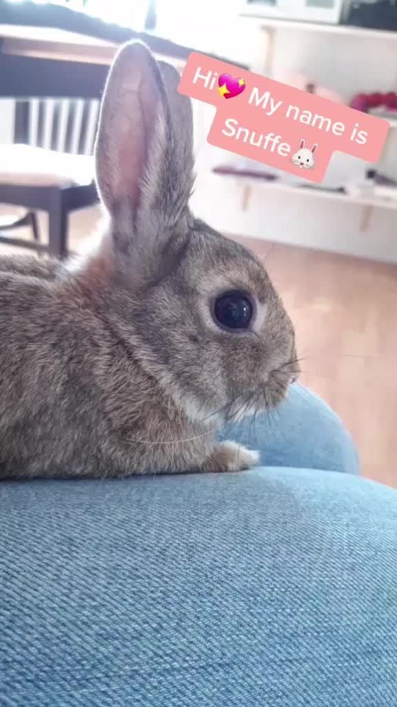 @The_Bunny_Family__