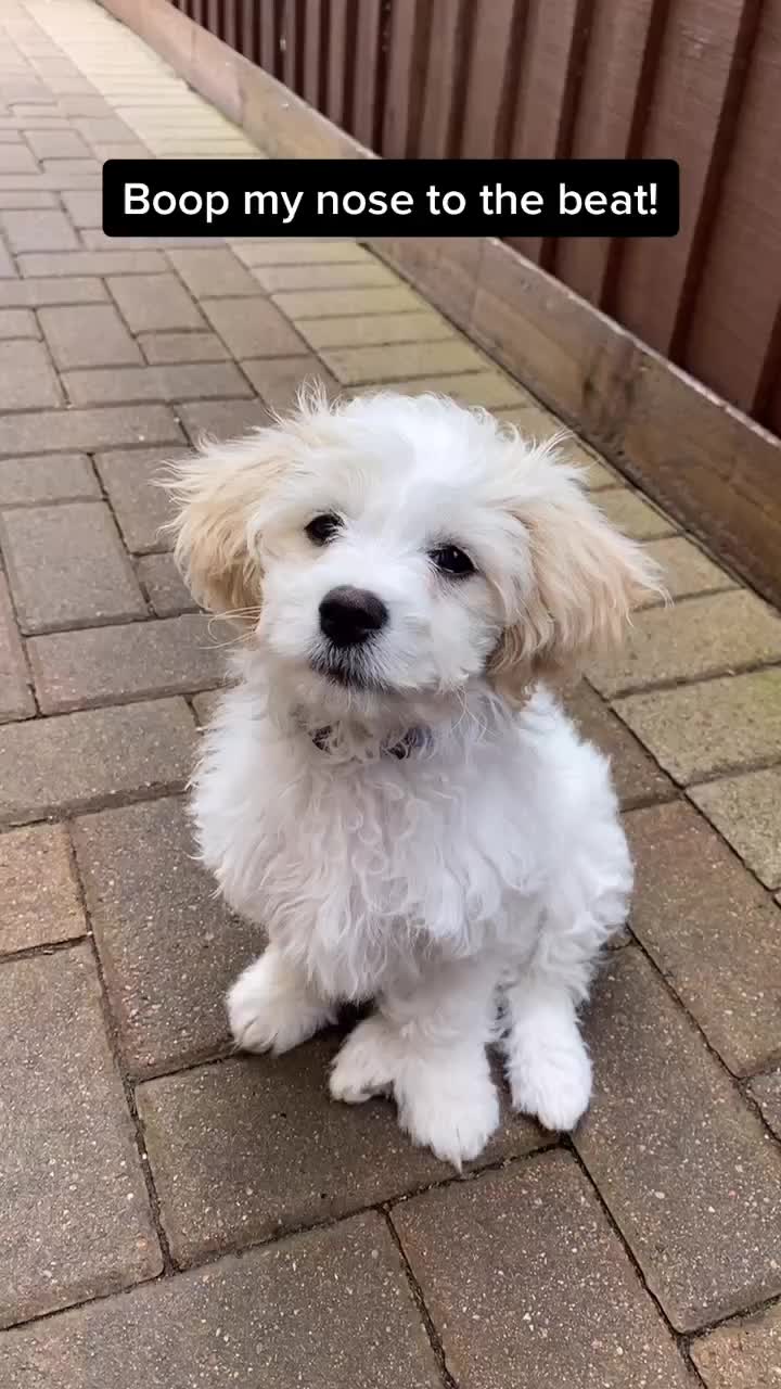 @🐕Fʟᴏssʏ🐕