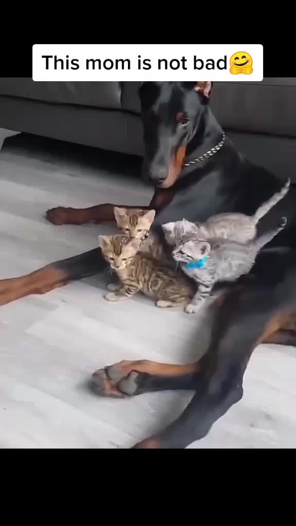 @kiki like cat