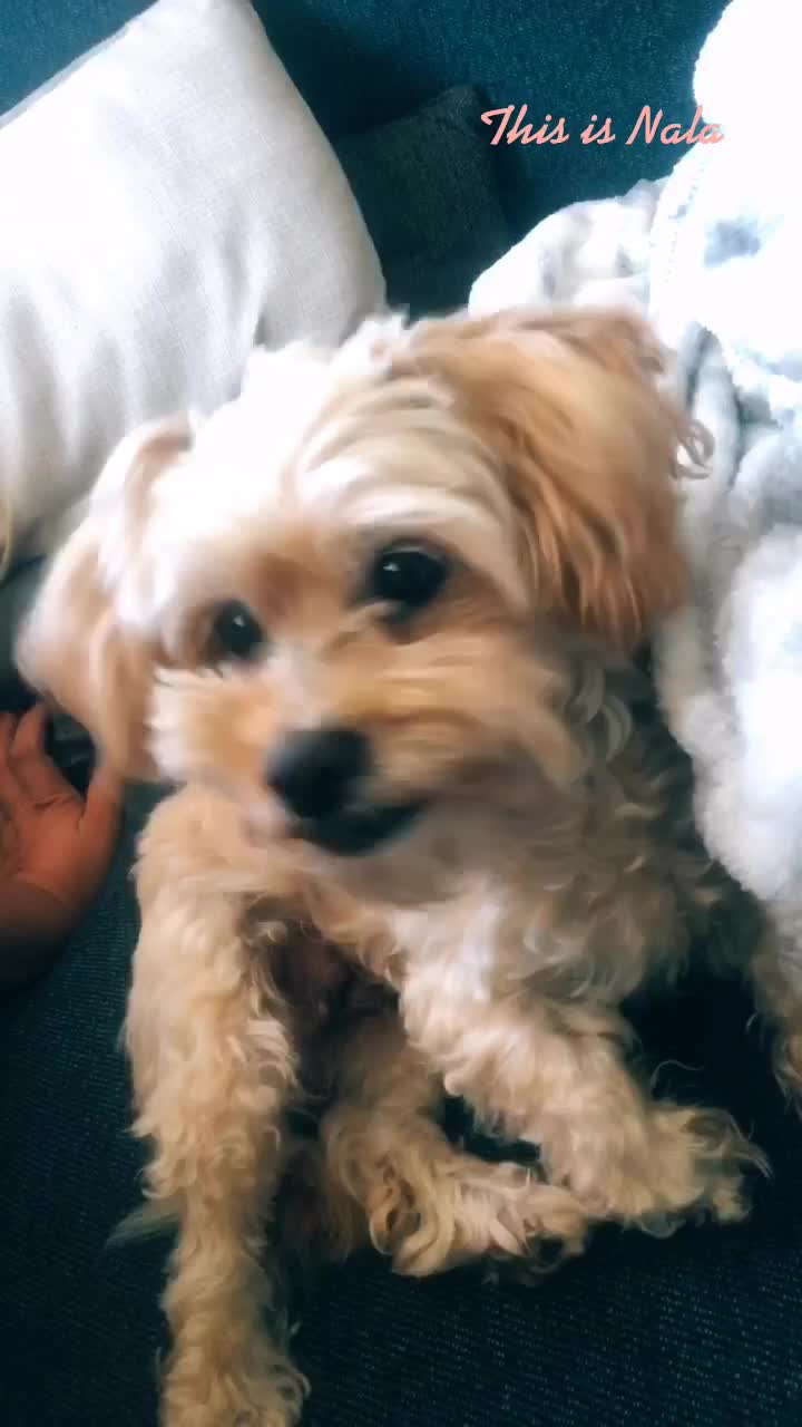 @teddiez