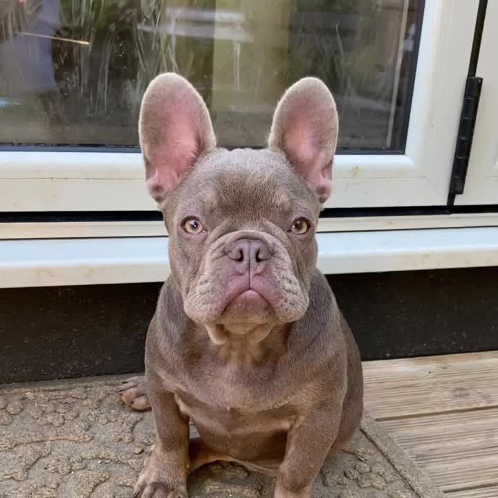 @rudzbulldogz