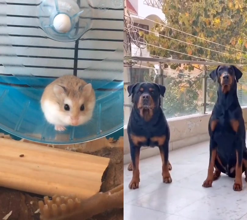 @Follow for a follow