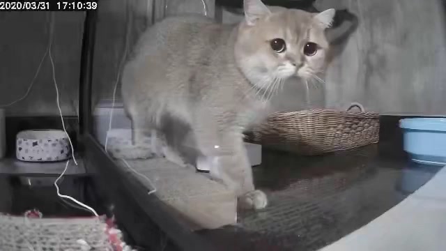 @Cruise_cat