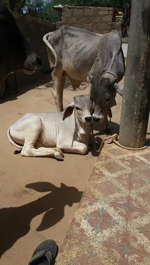 @d.c.purohit