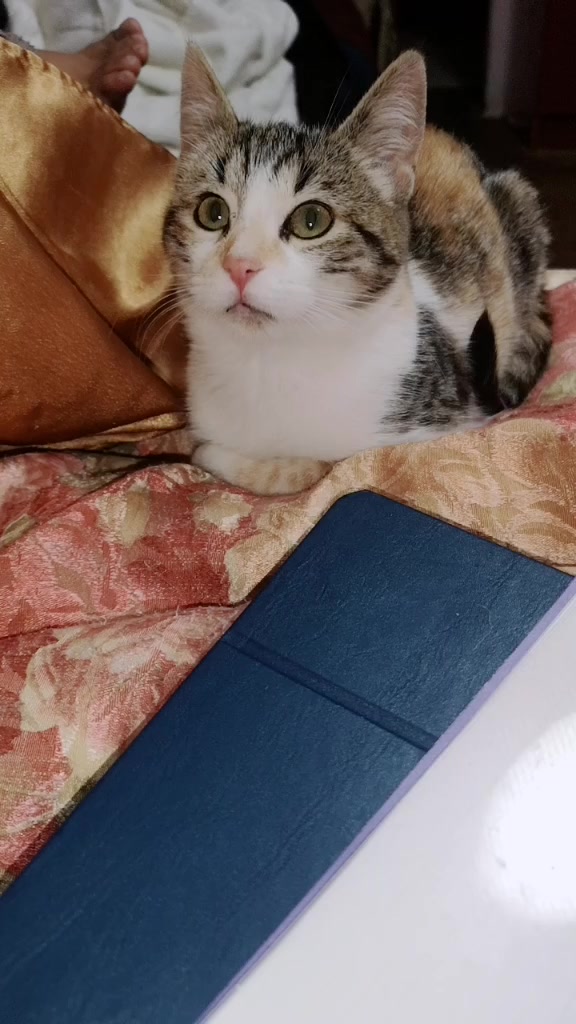 @CookieCats