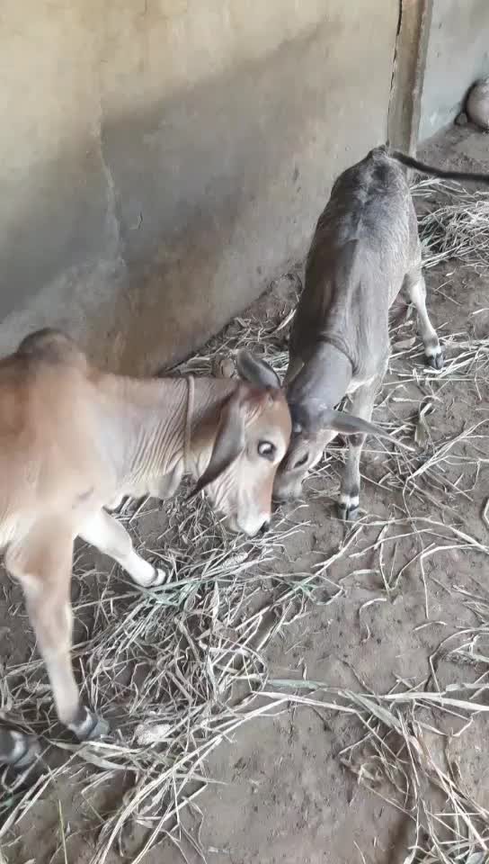 @પ્રભુભાઈ ભાડકા