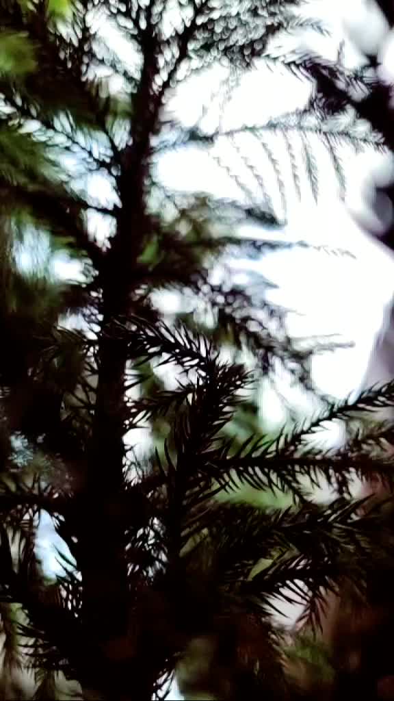 @ᏰᏋᏒᎩᏝ ᏕᏬᏁ