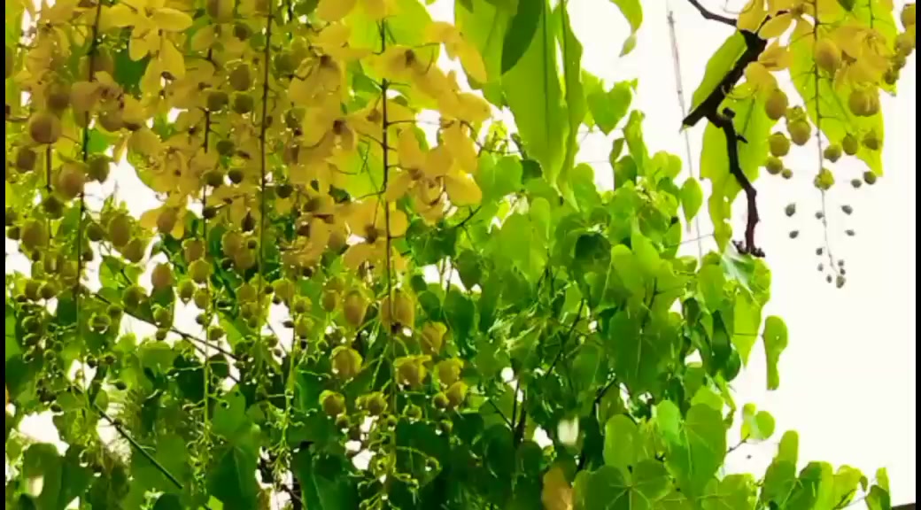 @NikeshKrishna.
