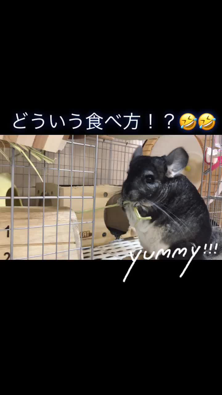 @ゆに♀チンチラ