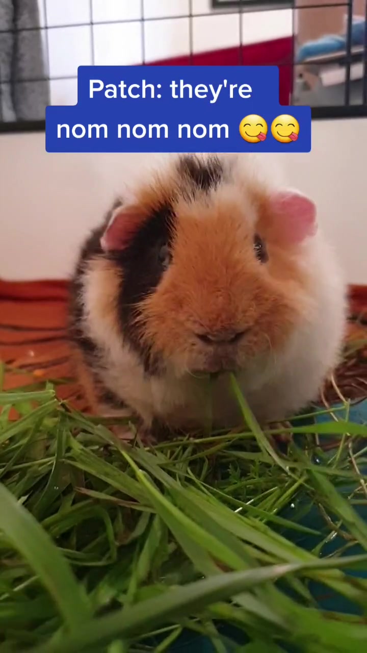 @Piggymassage