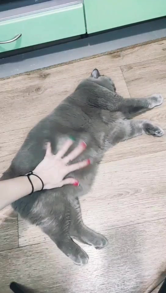 @Кошка Зефирка