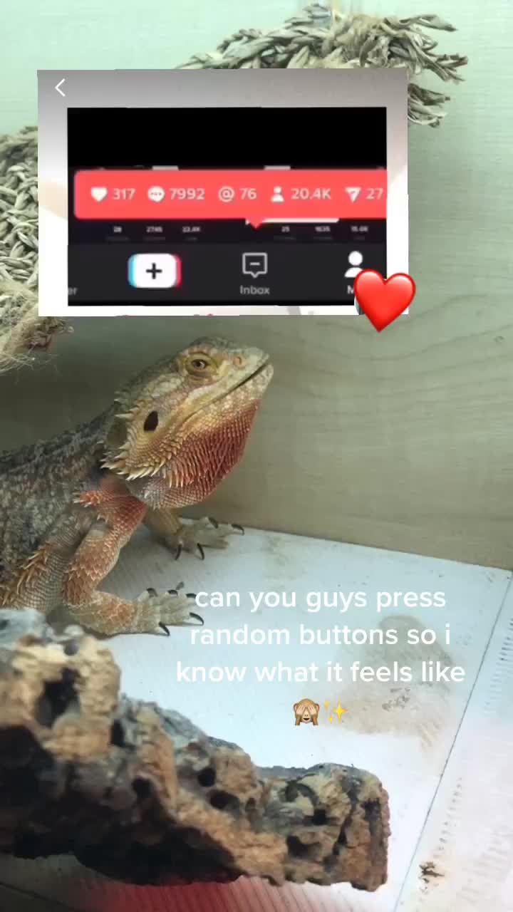 @Mango 🦎🦎