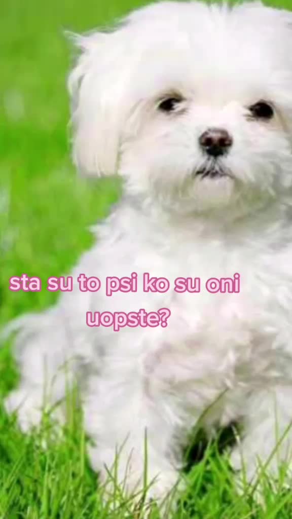 @love animals🥺❤
